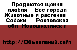 Продаются щенки алабая  - Все города Животные и растения » Собаки   . Ростовская обл.,Новошахтинск г.